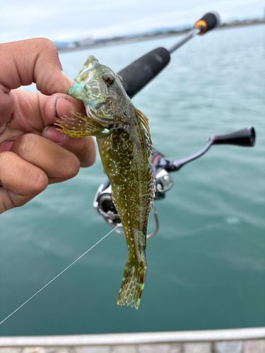 アナハゼの釣果