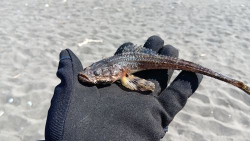 トクビレの釣果