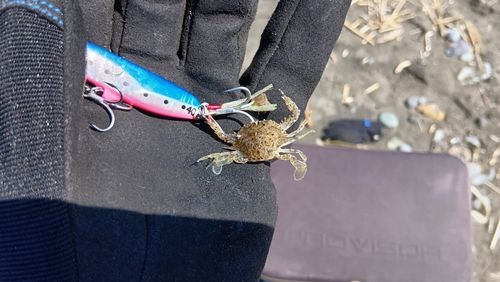 ガザミの釣果