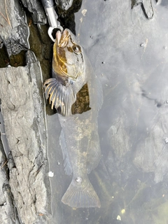 アイナメの釣果