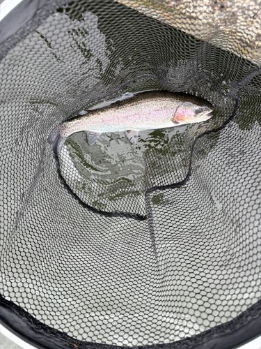 トラウトの釣果