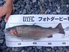ニジマスの釣果