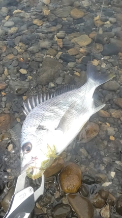 キビレの釣果