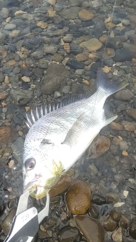 キビレの釣果