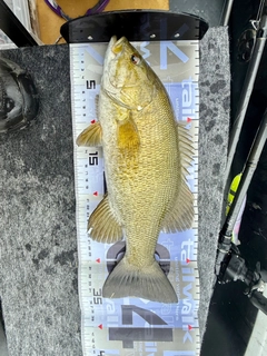 スモールマウスバスの釣果