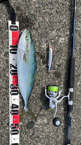 ハマチの釣果