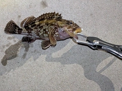 カサゴの釣果
