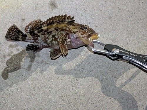 カサゴの釣果