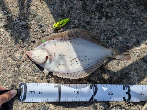 マガレイの釣果
