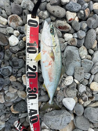 イナダの釣果