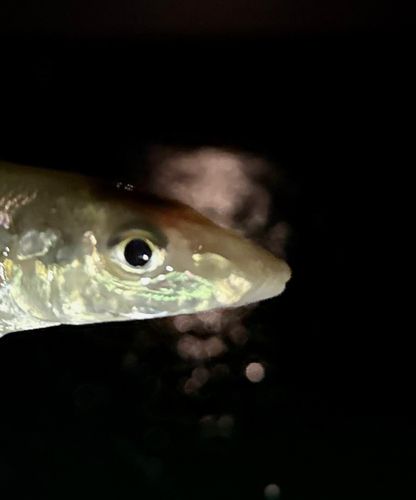 キスの釣果