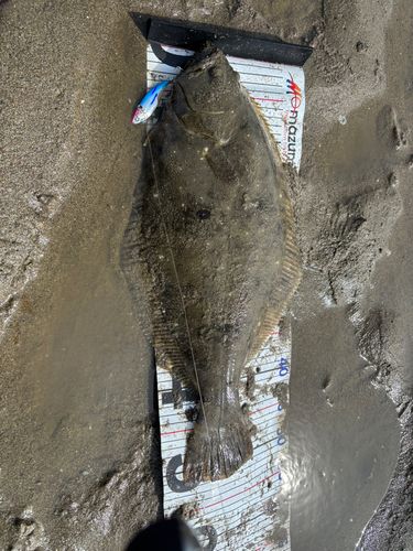 ヒラメの釣果