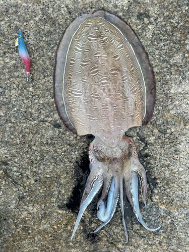 モンゴウイカの釣果