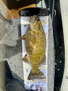 スモールマウスバスの釣果