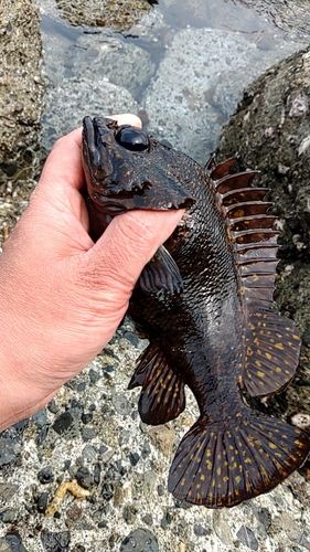 オウゴンムラソイの釣果