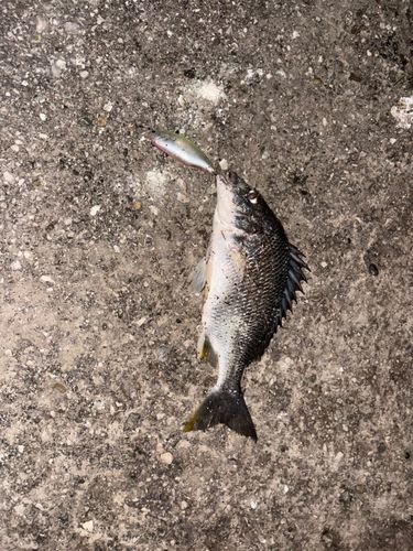 キビレの釣果