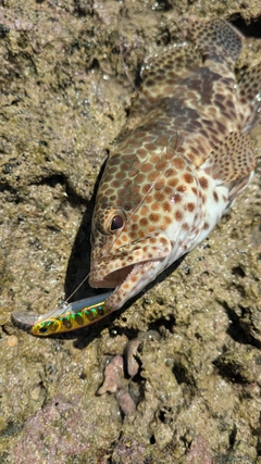 イシミーバイの釣果