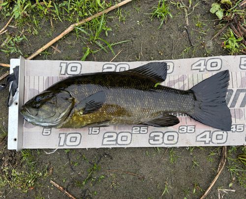 スモールマウスバスの釣果