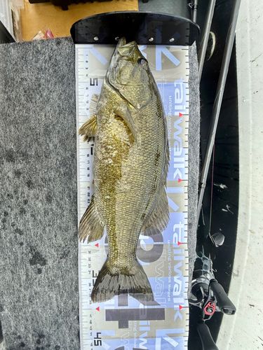 スモールマウスバスの釣果
