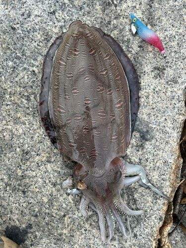 モンゴウイカの釣果