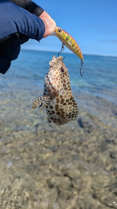 イシミーバイの釣果