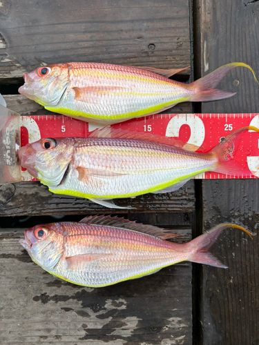 イトヨリダイの釣果