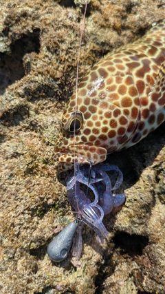 イシミーバイの釣果