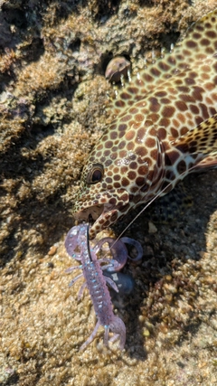 イシミーバイの釣果