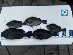 メジナの釣果