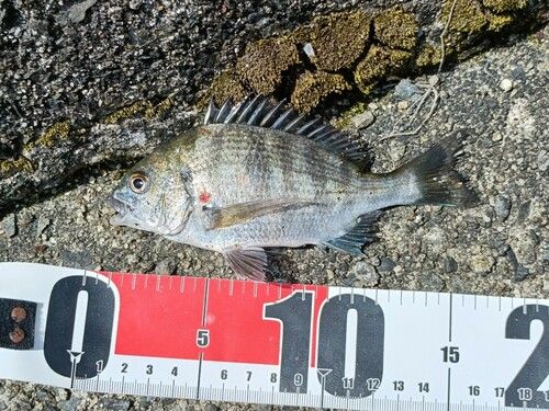 クロダイの釣果