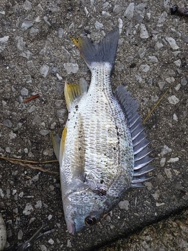 キビレの釣果