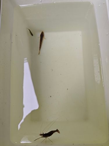 マハゼの釣果