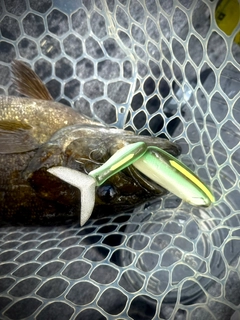 スモールマウスバスの釣果