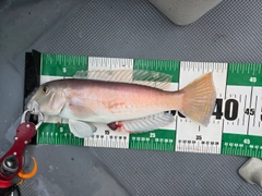 シロアマダイの釣果