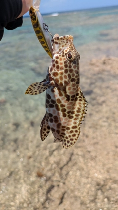 イシミーバイの釣果