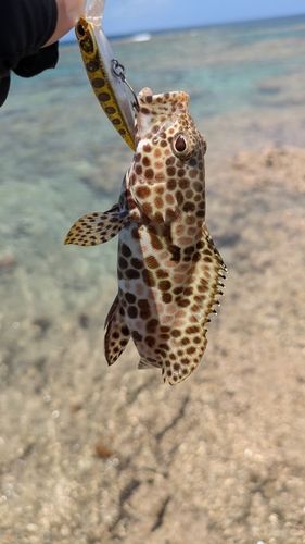 イシミーバイの釣果