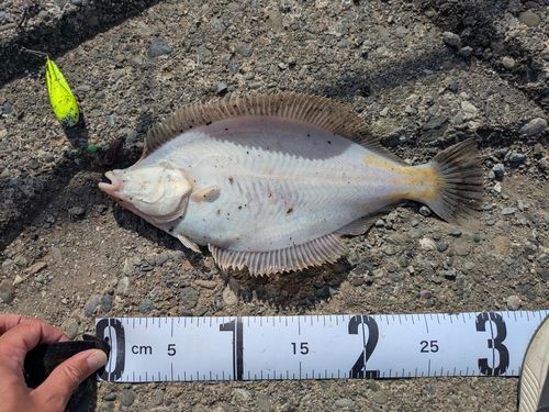 マガレイの釣果