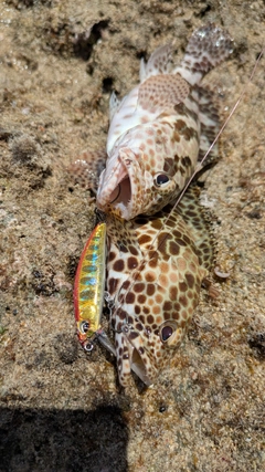 イシミーバイの釣果