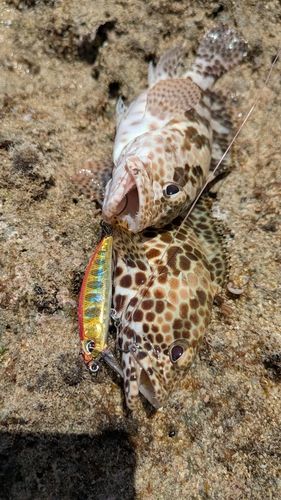 イシミーバイの釣果