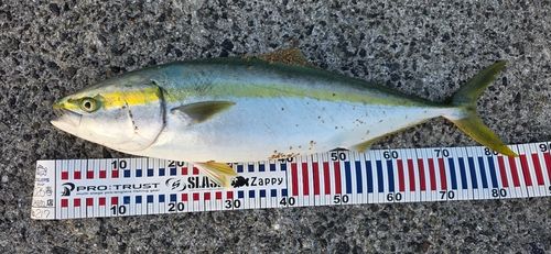 ブリの釣果