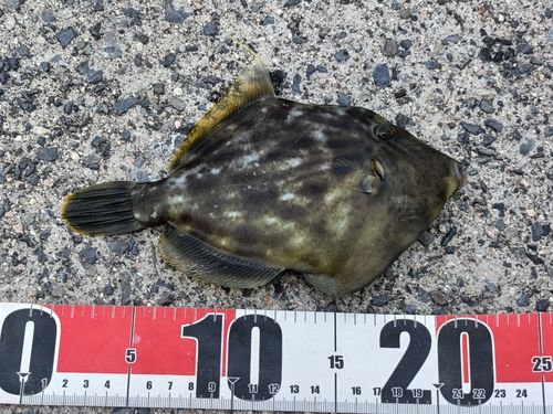カワハギの釣果