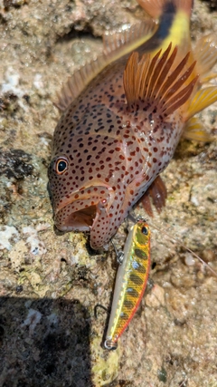 ホシゴンベの釣果