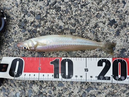カワハギの釣果