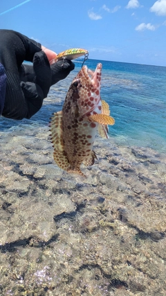 イシミーバイの釣果