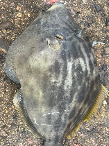 カワハギの釣果