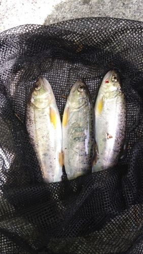 ヤマメの釣果