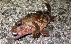 ガシラの釣果