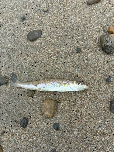 キスの釣果