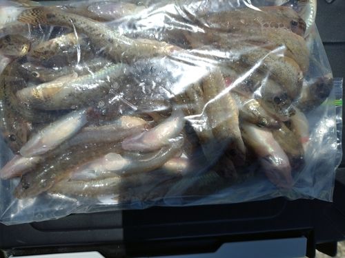 マハゼの釣果