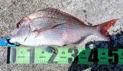 マダイの釣果